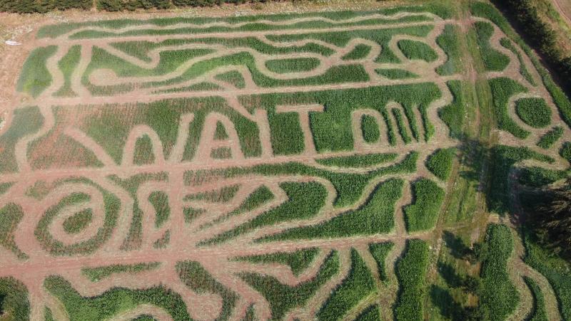 Walton Farm Corn Maze 2022